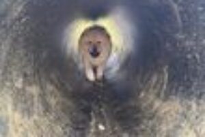 Dog in tunnel 2