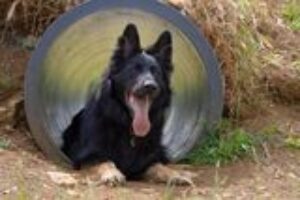 Dog in tunnel