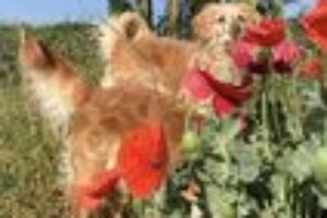 Dogs n poppies