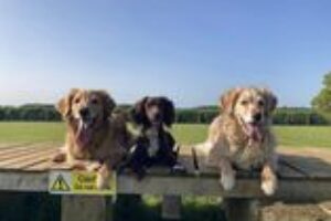 Dogs on bridge