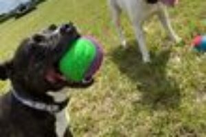 Dogs with ball
